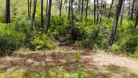 Aegean Pine Forests 01 Stock Footage 91495605
