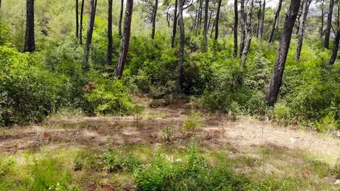 Aegean Pine Forests Stock Footage 91447705