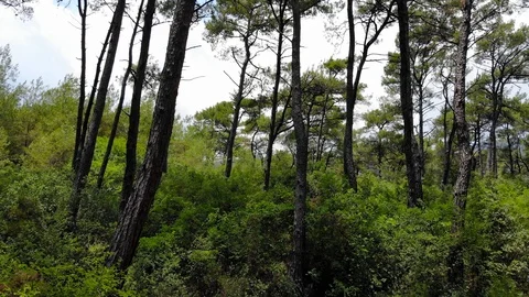 Aegean Pine Forests Stock Footage 91449945