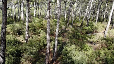 Aegean Pine Forests in Late Autumn Stock Footage 102985352