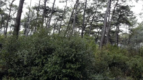 Aegean Pine Forests in Late Autumn Stock Footage 102998705