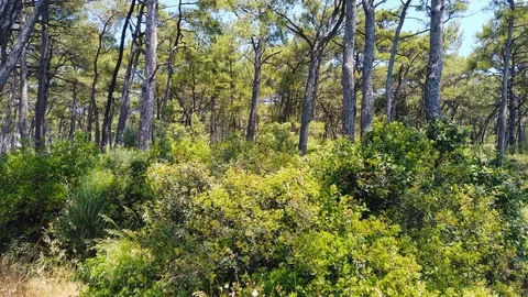 Aegean Pine Forests in the Spring (60 fps) Stock Footage 115223451