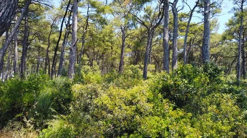 Aegean Pine Forests in the Spring (60 fps) Stock Footage 115225787