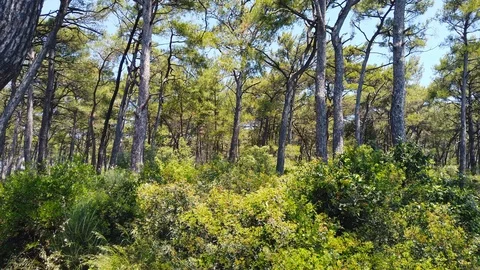 Aegean Pine Forests in the Spring (60 fps) Stock Footage 115226724