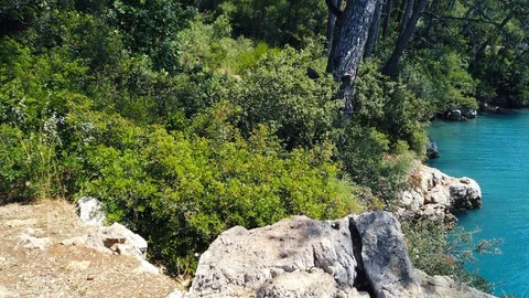 Aegean Pine Forests in the Spring (60 fps) Stock Footage 115230449