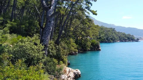 Aegean Pine Forests in the Spring (60 fps) Stock Footage 115231465