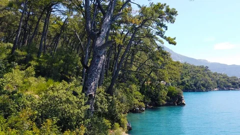 Aegean Pine Forests in the Spring (60 fps) Stock Footage 115232466