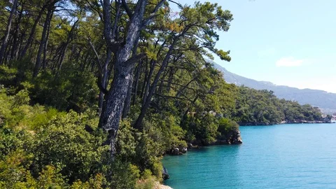Aegean Pine Forests in the Spring (60 fps) Stock Footage 115302939