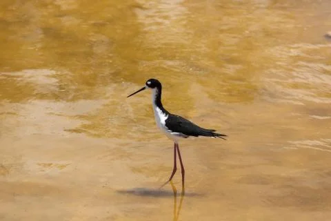 Ae'o wading through the water Stock Photos