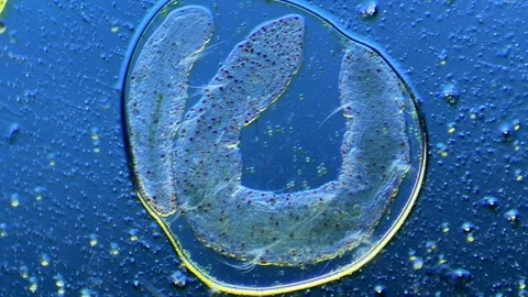 Aeolosoma fragmentation time-lapse under microscope at 100× magnification Stock Footage 346277236