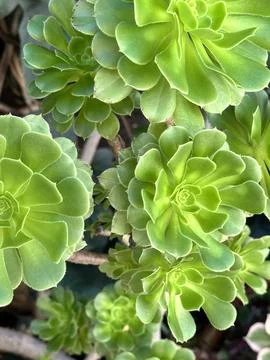 Aeonium Arboreum Stock Photos