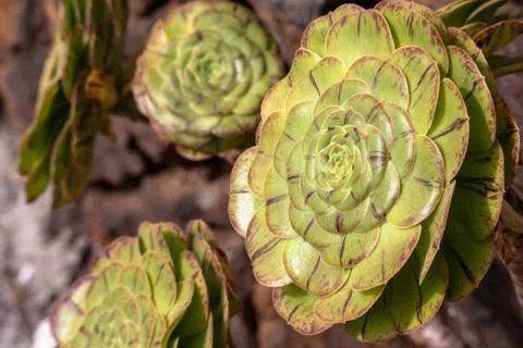 Aeonium canariense Verode Foto stock