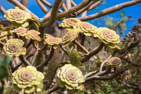 Aeonium canariense Verode Foto stock