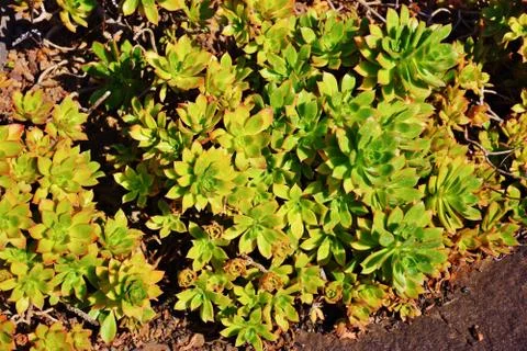 Aeonium decorum Stock Photos