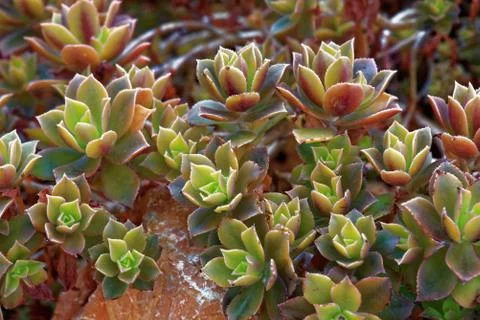 Aeonium decorum Stock Photos