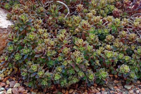 Aeonium decorum Stock Photos