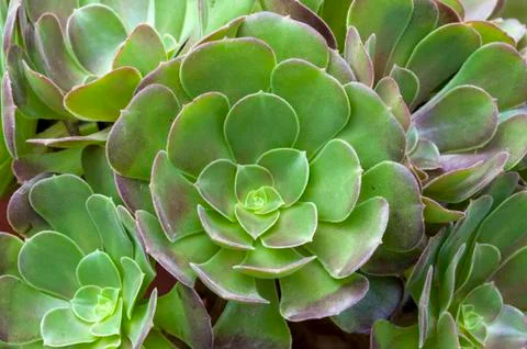 Aeonium florette Stock Photos