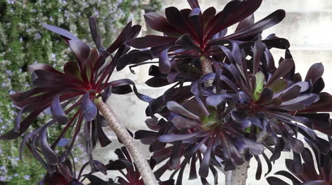 Aeonium "General Schwartzkopf" Plants Stock Footage 45703944