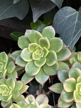 Aeonium Kiwi Stock Photos