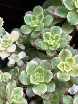 Aeonium Kiwi Stock Photos