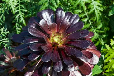 Aeonium Stock Photos