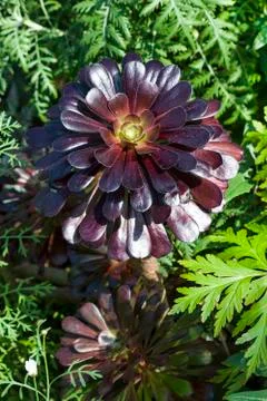 Aeonium 库存照片