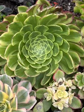 Aeonium 写真素材