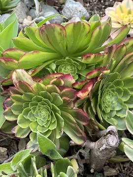 Aeonium Stock Photos
