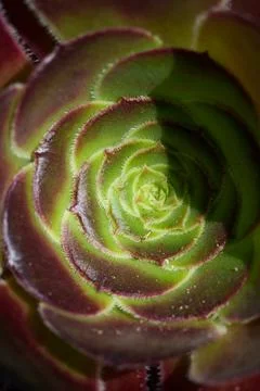 Aeonium succulent Stock-Fotos