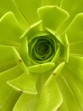 Aeonium Succulent – Unique Rosettes Stock Photos