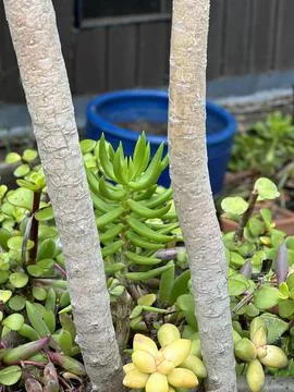 Aeonium Succulent – Unique Rosettes 写真素材