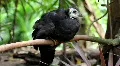 Aepypodius arfakianus / Wattled Brush Turkey 4409 HD Footage