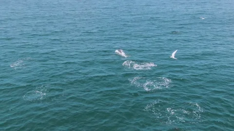 Aerail shot of dolphins Stockbeeldmateriaal 145456001