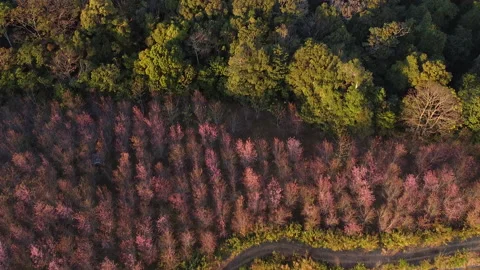 Aerail view forest landscape shoot from drone Stock Footage 227265950