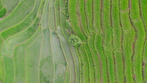 Aerail view Tea farm with sea of mist, green tree, blue mountain Stock Footage 212531553