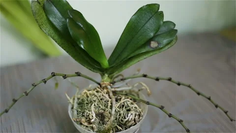Aerangis mooreana grows in a plastic pot indoors, in a private collection. The p Stock Footage 99694924