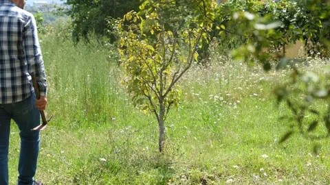 Aerate the tree's soil Stock Footage 181235667