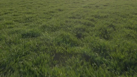 Aereal Flight over Grass Meadow Stock-Footage 126652287