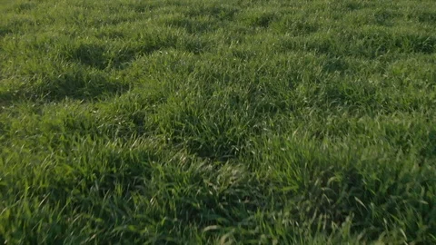 Aereal Low Flight over Grass Meadow on Countryside Stock-Footage 126652477