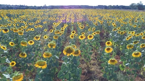 Aereal sun flowers Stock Footage 113445853