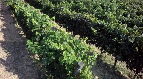 Aereal view vineyard Video stock 67612793