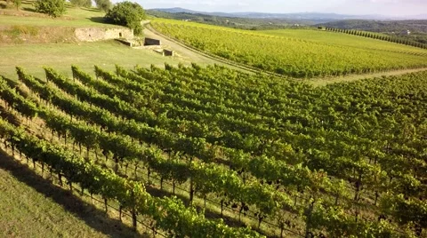Aereal view vineyard Stock Footage 67962013
