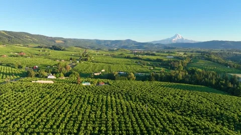 Aerial 360 Tracking Shot Over Hood River Fields Mount Hood in Background Vídeo Stock 280139798
