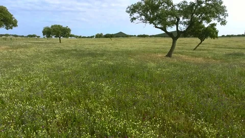 Aerial 4k. Beautiful aerial image of a meadow of cork oaks Stock Footage 75568632