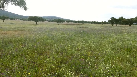 Aerial 4k. Beautiful aerial image of a meadow of cork oaks Stock Footage 75568664