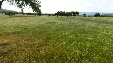 Aerial 4k. Beautiful aerial image of a meadow of cork oaks Video stock 75568680
