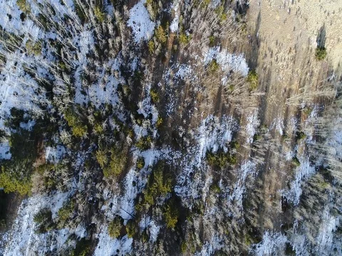 Aerial 4K Drone 2-speed descending spiral over pines aspens and meadow Stock Footage