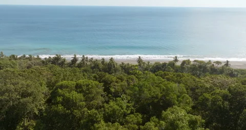 Aerial 4k Drone Floating Static Over Rainforest Coastline Beach With Palm Trees Stock Footage 277078715