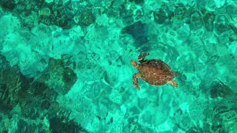 Aerial 4K Drone Sea Turtle Gili Trawangan Indonesia Wildlife Ocean Stock Footage 337806355