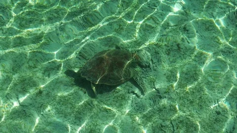 Aerial 4K Drone Sea Turtle Gili Trawangan Indonesia Wildlife Ocean Stock Footage 337806359